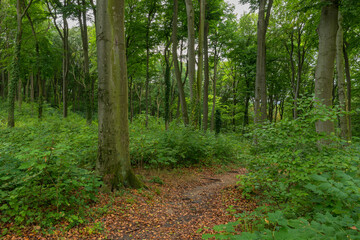 Picturesque pathway in Landscape Park Beech Woods, Szczecin, West Pomeranian Voivodeship, Poland, Central Europe