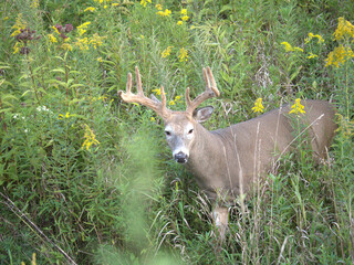 Fototapeta premium Whitetail deer in the field