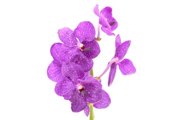 Purple orchid flower isolated on white background