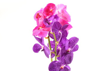Pink and purple orchid flower isolated on white background