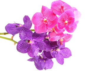 Naklejka na ściany i meble Pink and purple orchid flower isolated on white background
