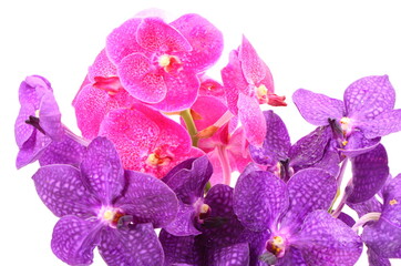 Obraz na płótnie Canvas Pink and purple orchid flower isolated on white background