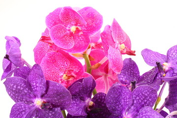 Fototapeta premium Pink and purple orchid flower isolated on white background