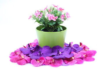 The artificial flower in the pot and pink, purple orchid flower on white background