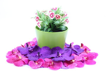 The artificial flower in the pot and pink, purple orchid flower on white background