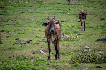 2 cows are looking at the photographer when they want to take a picture.