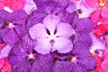 Pink and purple orchid flower as a background
