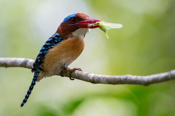 BANDED KINGFISHER (MALE)ENJOY FOOD AT TREE