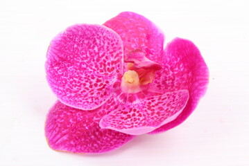 Pink orchid flower isolated on white background