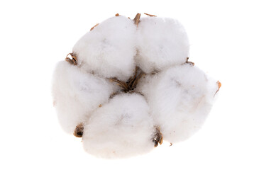 Cotton isolated