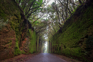 Naklejka premium Famous landmark El Camino Viejo Old road in national park Anaga, Tenerife, Spain