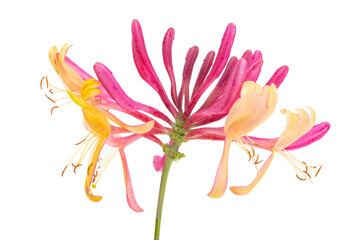 Honeysuckle red isolated