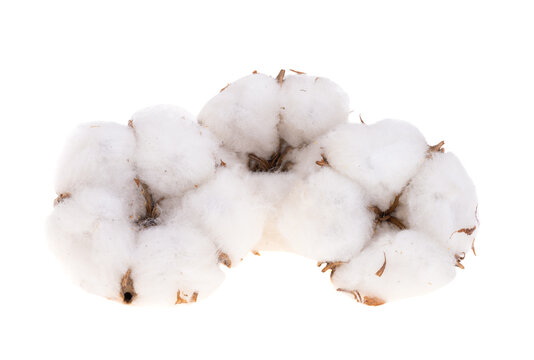 Cotton isolated