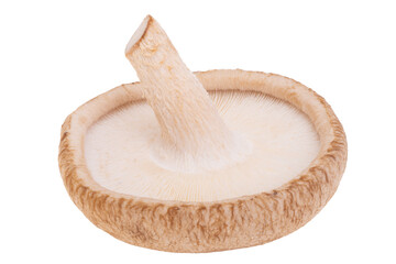 Shiitake mushrooms isolated