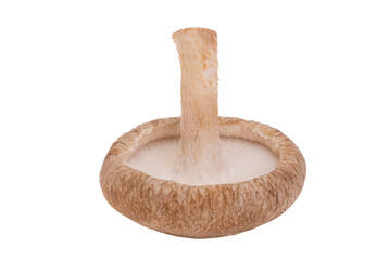 Shiitake mushrooms isolated