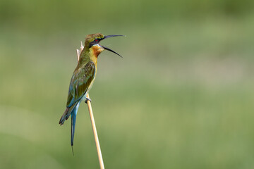Blue Tailed Bee Eater Regurgitating at Chennai India