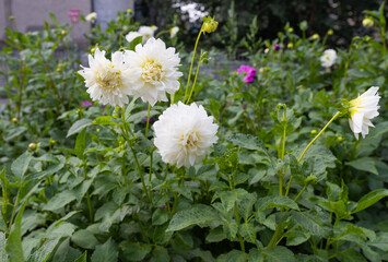 White dahlia flowers growing