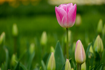 Tulip. Spring blooming tulip field. Spring floral background.