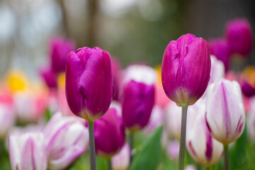Tulip. Spring blooming tulip field. Spring floral background.