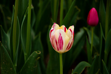 Tulip. Spring blooming tulip field. Spring floral background.