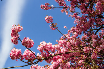 Japanese cherry blossom branch in spring