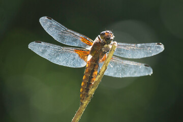 Plattbauch-Weibchen im Gegenlicht