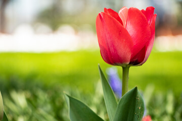 field of red tulip, spring-blooming and the flowers are usually large , so beautiful in garden