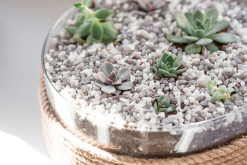 Indoor, home gardening and crop production. A lot of indoor plants growing in flower pots on the windowsill. A sunny day. Flower care.