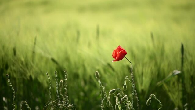 Papaver rhoeas or red poppy flower in cultivated barley crop field
