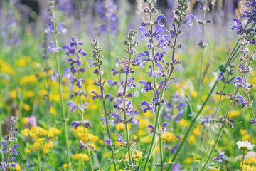 summer meadow blue and yellow flowers