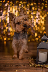 Yorkshire terrier on the background of a garland