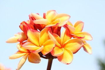 Obraz na płótnie Canvas Colorful frangipani flower bouquet