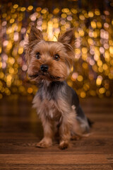 Yorkshire terrier on the background of a garland