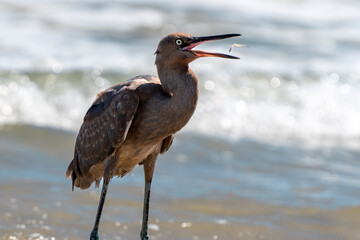 Heron on a Florida Gulf Coast Beach.