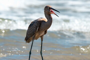 Heron on a Florida Gulf Coast Beach.