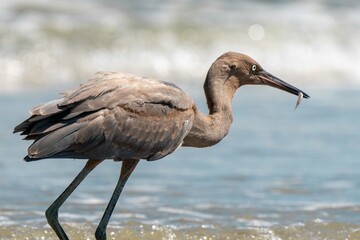 Heron on a Florida Gulf Coast Beach.