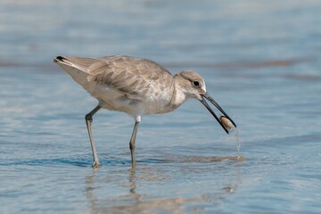 Wilson's Plover Shore Bird on a Florida Gulf Coast Beach.