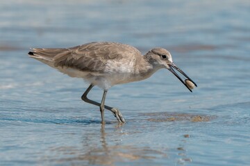 Wilson's Plover Shore Bird on a Florida Gulf Coast Beach.