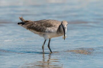 Wilson's Plover Shore Bird on a Florida Gulf Coast Beach.