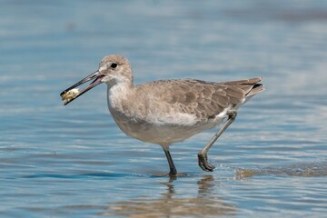 Wilson's Plover Shore Bird on a Florida Gulf Coast Beach.