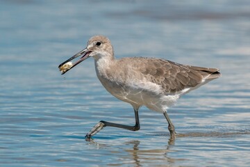 Wilson's Plover Shore Bird on a Florida Gulf Coast Beach.