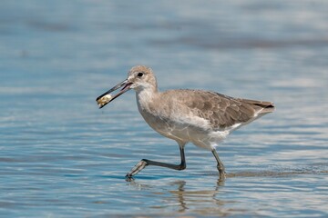 Wilson's Plover Shore Bird on a Florida Gulf Coast Beach.