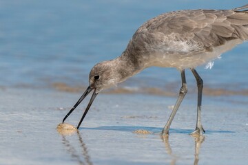 Wilson's Plover Shore Bird on a Florida Gulf Coast Beach.