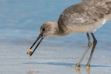 Wilson's Plover Shore Bird on a Florida Gulf Coast Beach.