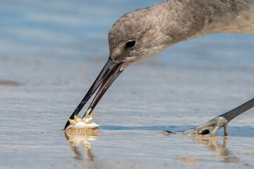 Wilson's Plover Shore Bird on a Florida Gulf Coast Beach.