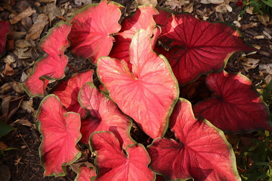 Red Caladium Leaves Closeup