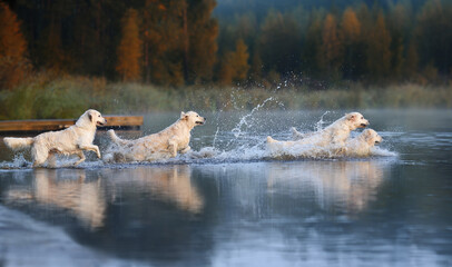 four golden retriever dogs running into water in autumn