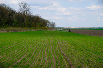 Wheat field near the forest in spring in Ukraine. Alfisols form of soil. Tractor is working in the distance.