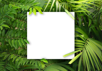 top view exotic bright fresh green soft light and shadow palm leaves foliage plant with white square shape copy space background.concept or summertime,tropical forest travel,botanical design.