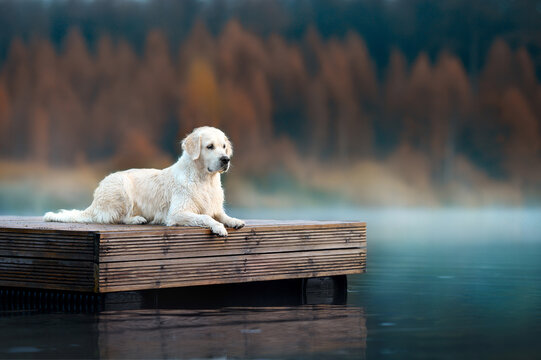golden retriever dog lying down at the lake in autumn